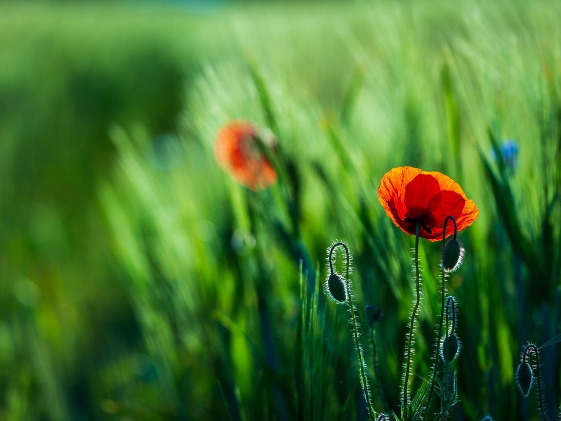 Обои цветы, красные, маки, колосья, рожь, боке, flowers, red, maki, ears, rye, bokeh разрешение 2000x1333 Загрузить