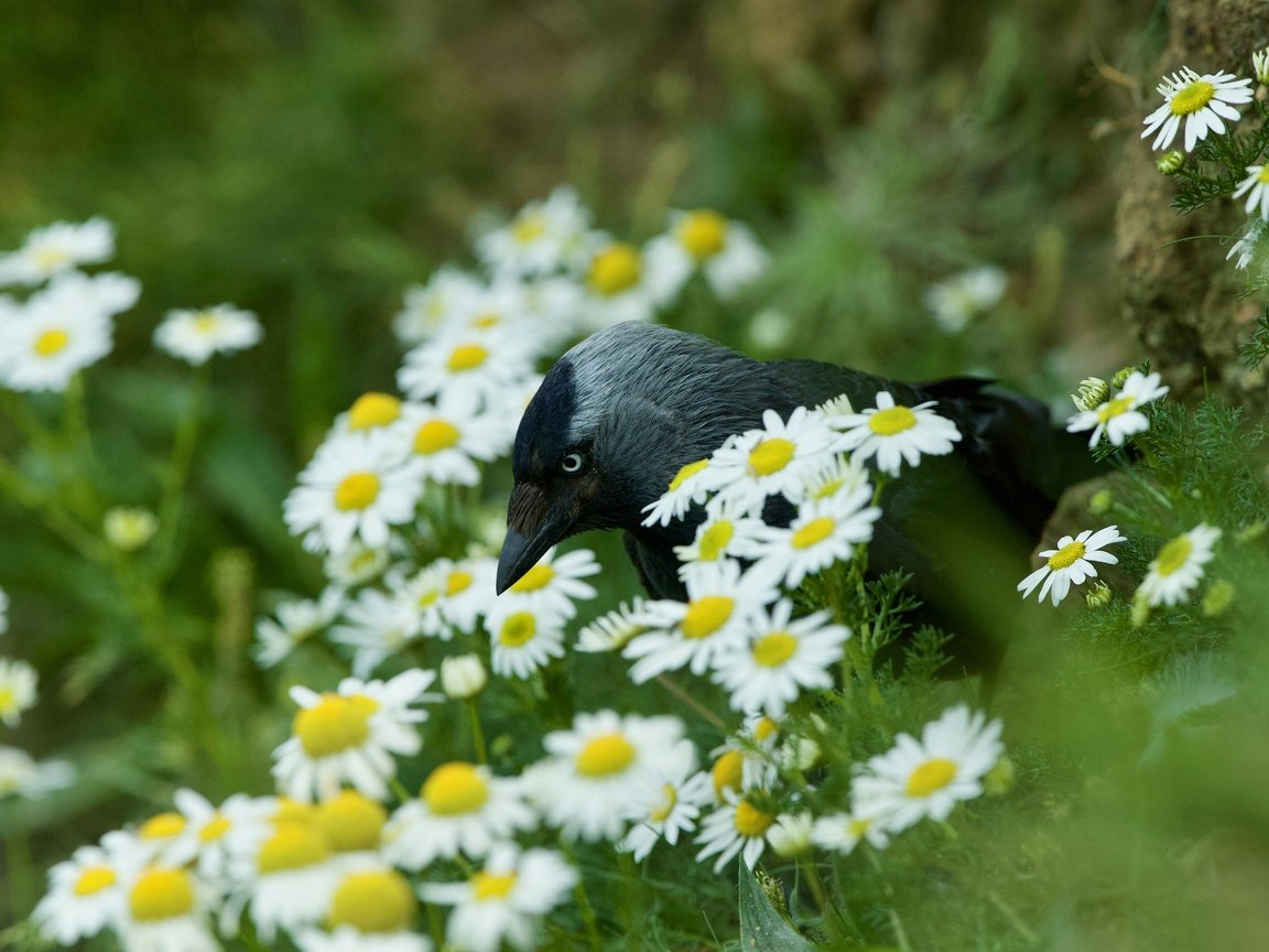 Обои цветы, лето, птица, ромашки, боке, галка, flowers, summer, bird, chamomile, bokeh, jackdaw разрешение 5120x3413 Загрузить