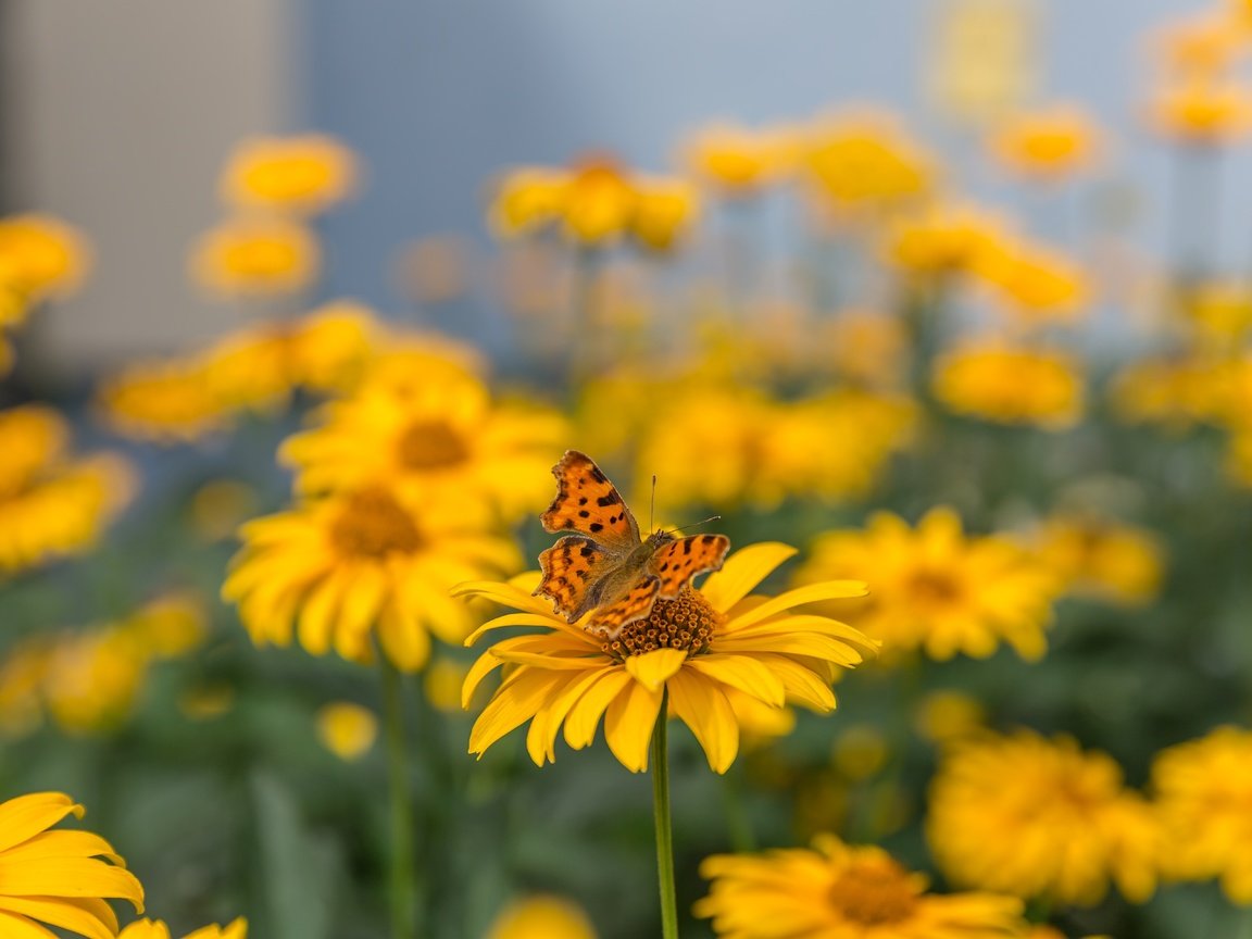 Обои цветы, макро, насекомое, лето, бабочка, желтые, боке, размытый фон, flowers, macro, insect, summer, butterfly, yellow, bokeh, blurred background разрешение 5760x3840 Загрузить