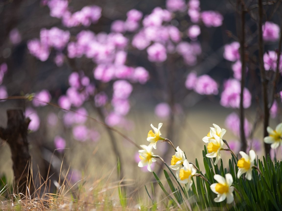 Обои цветы, весна, нарциссы, flowers, spring, daffodils разрешение 3840x2560 Загрузить