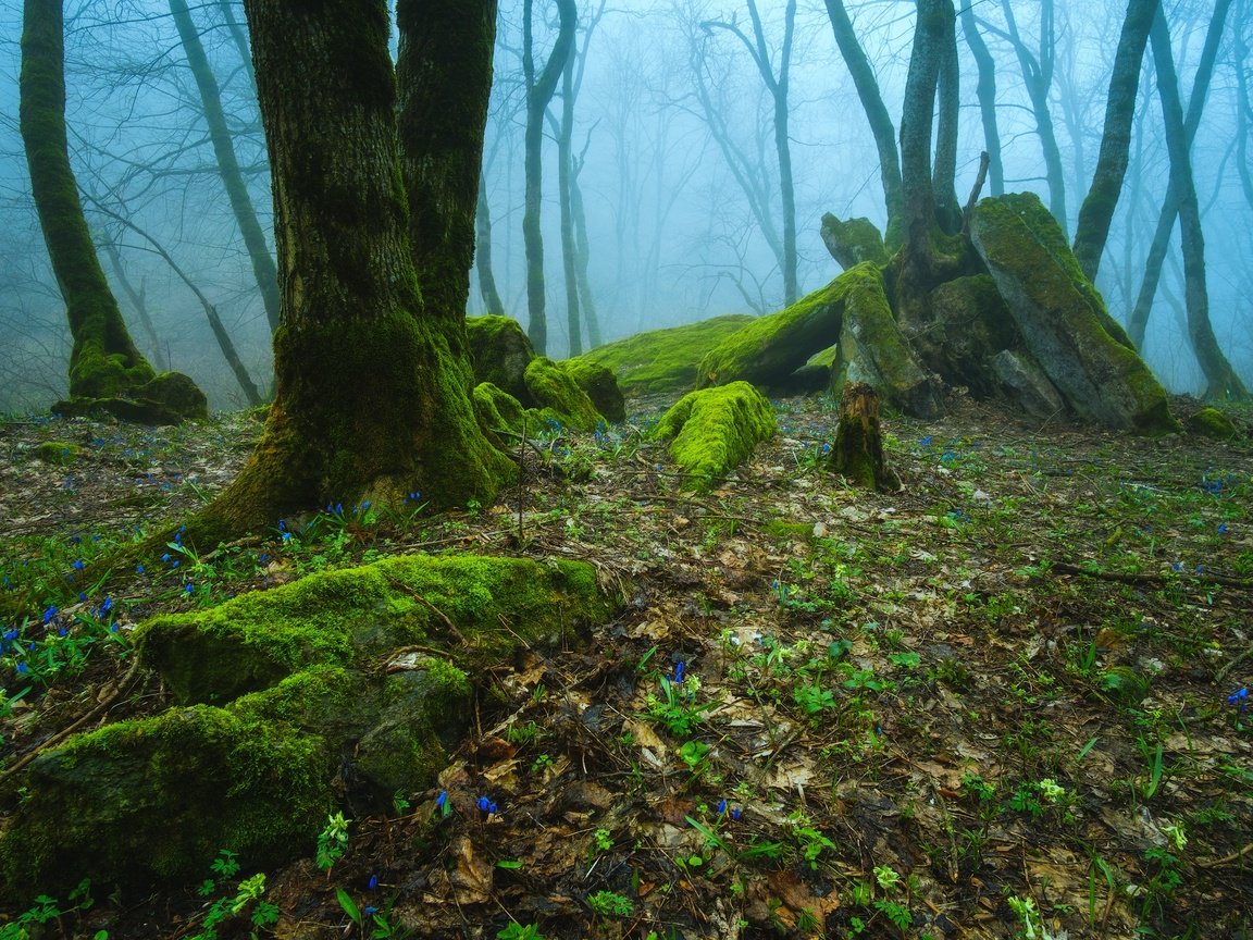 Обои деревья, природа, лес, туман, россия, trees, nature, forest, fog, russia разрешение 2475x1650 Загрузить