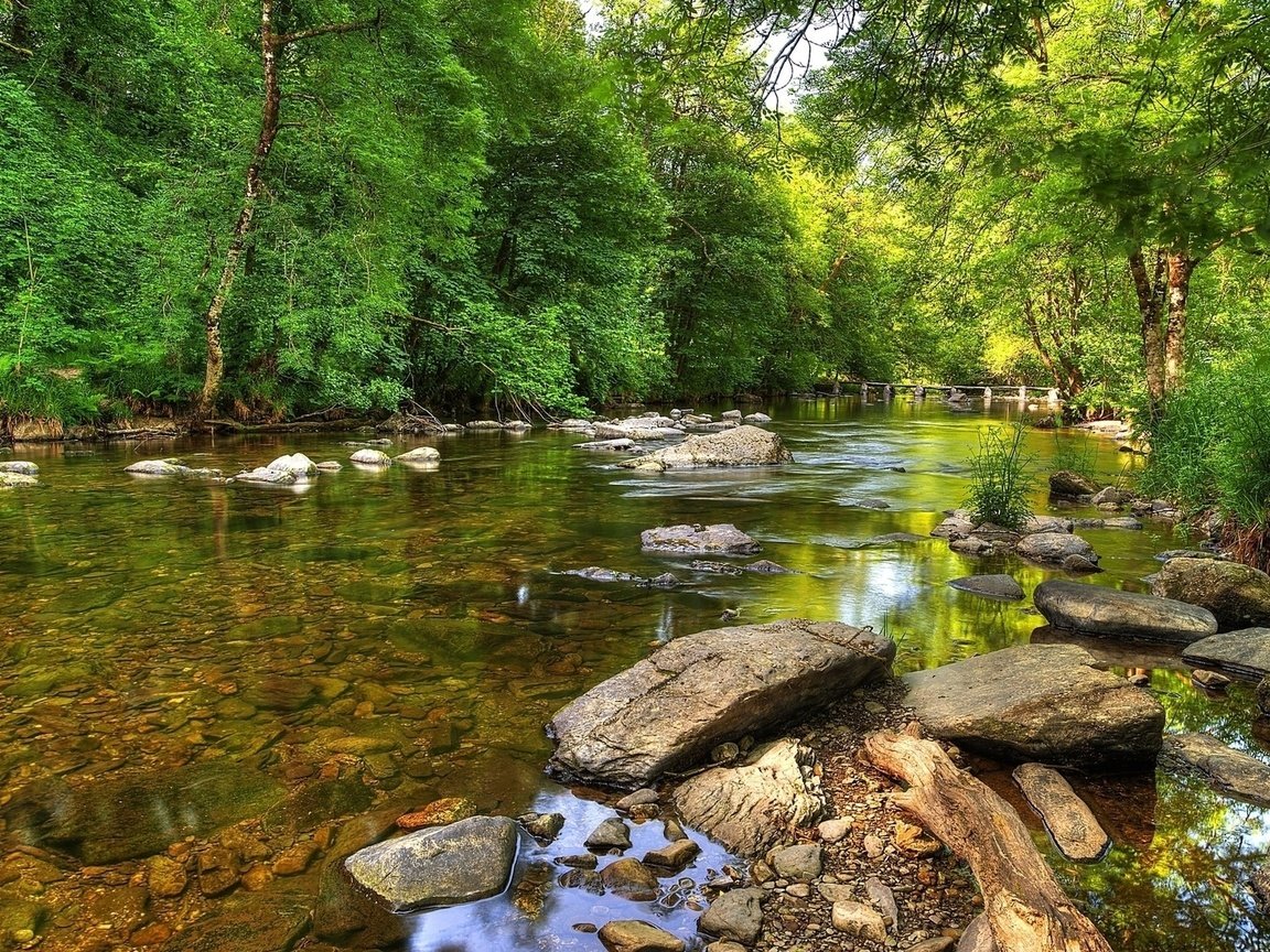 Обои деревья, река, природа, лес, trees, river, nature, forest разрешение 1920x1080 Загрузить