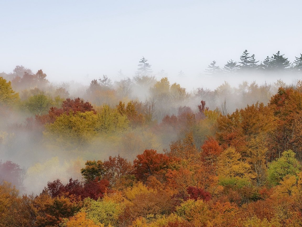 Обои деревья, лес, туман, осень, trees, forest, fog, autumn разрешение 2048x1080 Загрузить