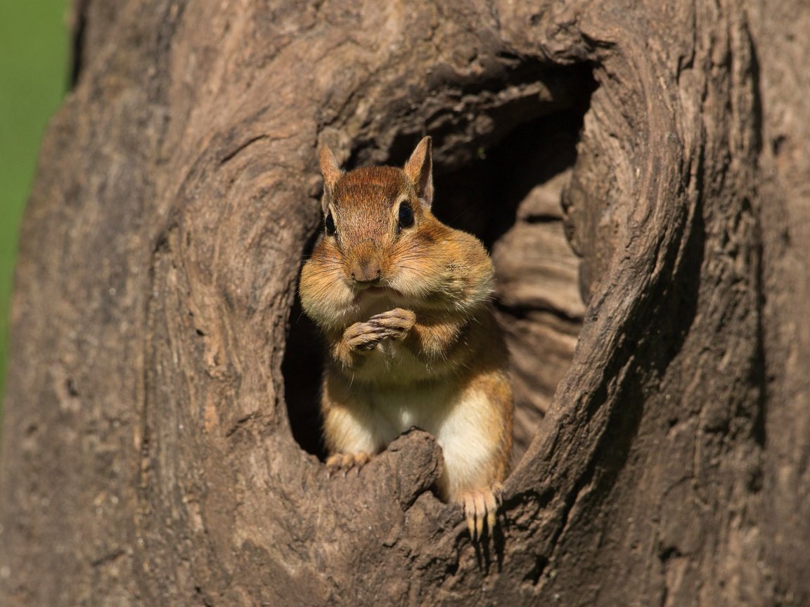 Обои дерево, мордашка, ствол, кора, бурундук, дупло, трапеза, tree, face, trunk, bark, chipmunk, the hollow, meal разрешение 3072x2104 Загрузить