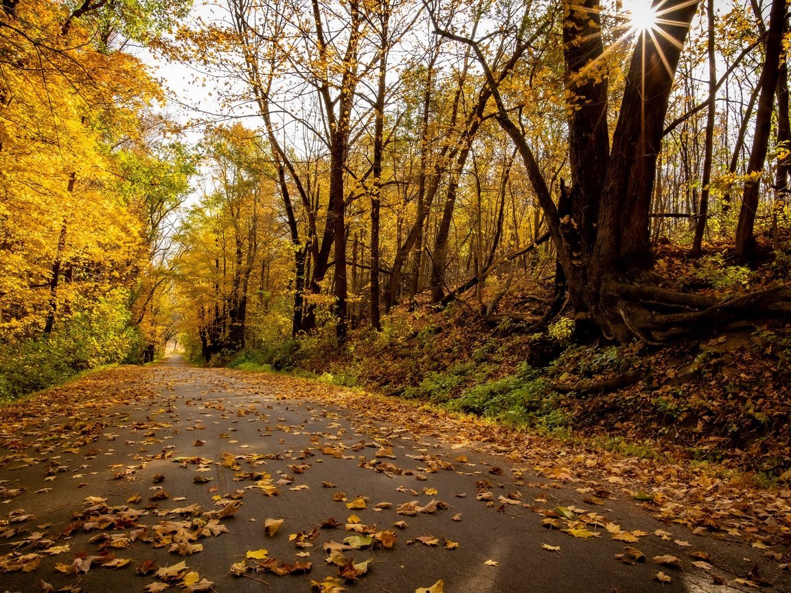 Обои дорога, парк, осень, road, park, autumn разрешение 3840x2160 Загрузить