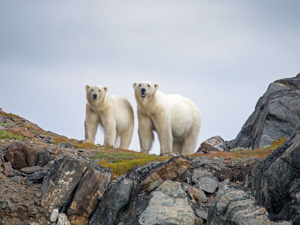 Обои канада, белые медведи, canada, polar bears разрешение 3240x2160 Загрузить