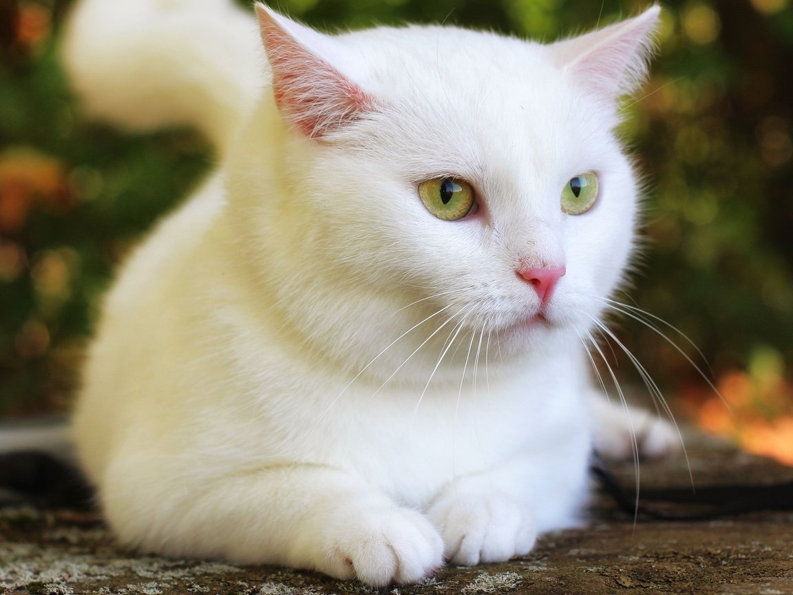 Обои кот, кошка, взгляд, белая, боке, cat, look, white, bokeh разрешение 3840x2160 Загрузить