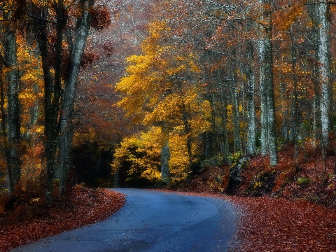 Обои лес, осень, forest, autumn разрешение 3840x2160 Загрузить