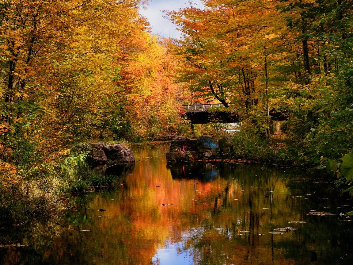 Обои лес, парк, мост, осень, пруд, forest, park, bridge, autumn, pond разрешение 3072x2048 Загрузить