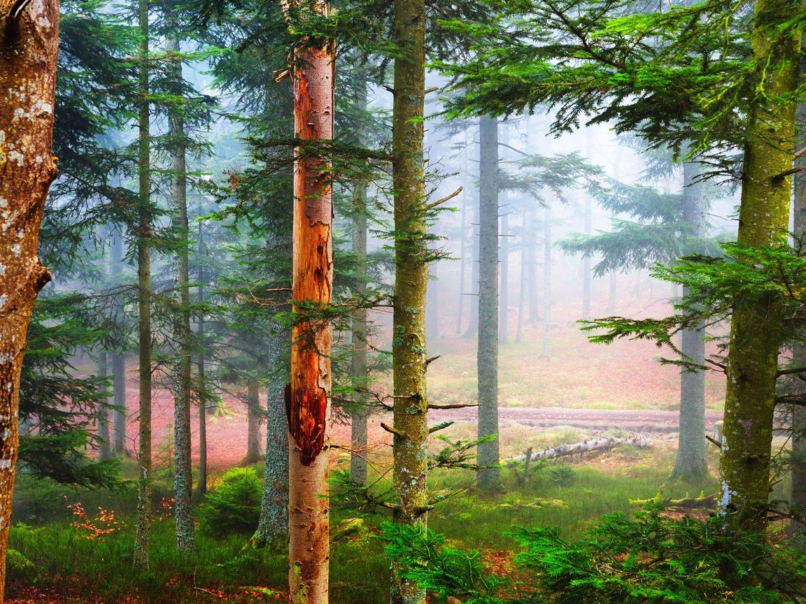 Обои лес, туман, сосны, франция, forest, fog, pine, france разрешение 5271x2965 Загрузить