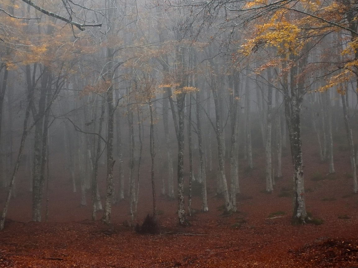 Обои лес, туман, forest, fog разрешение 3840x2160 Загрузить