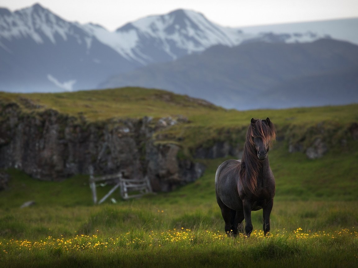 Обои лошадь, горы, конь, исландия, horse, mountains, iceland разрешение 2048x1371 Загрузить