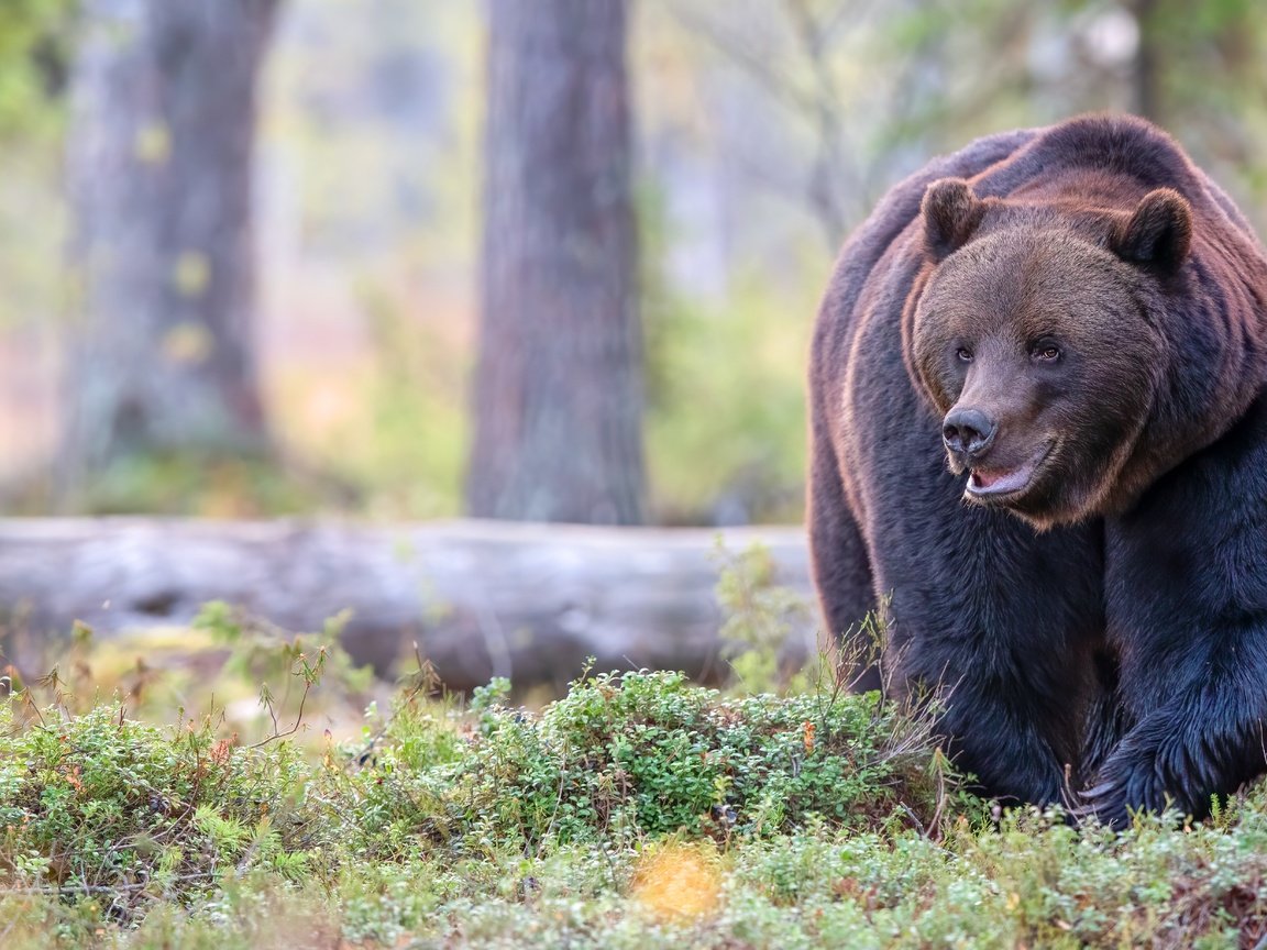 Обои морда, лес, поза, взгляд, медведь, прогулка, бревно, face, forest, pose, look, bear, walk, log разрешение 5568x3712 Загрузить