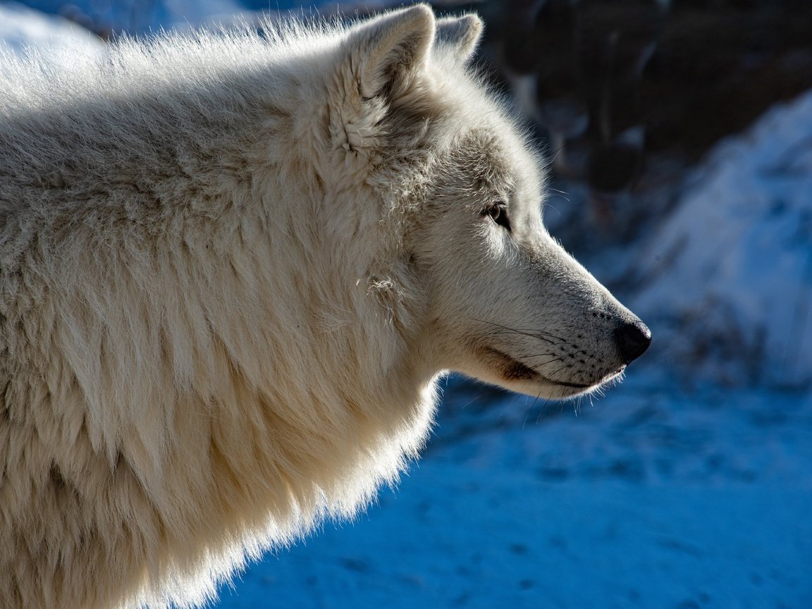 Обои морда, профиль, волк, face, profile, wolf разрешение 6143x4100 Загрузить