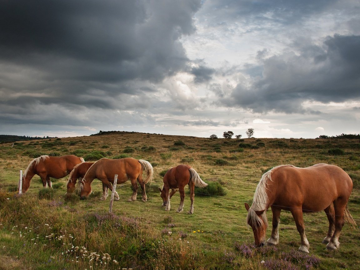 Обои небо, тучи, лето, лошади, кони, пастбище, стадо, пасмурно, the sky, clouds, summer, horse, horses, pasture, the herd, overcast разрешение 4256x2832 Загрузить