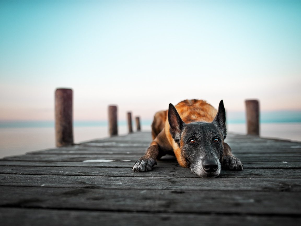 Обои озеро, мост, собака, lake, bridge, dog разрешение 2048x1365 Загрузить