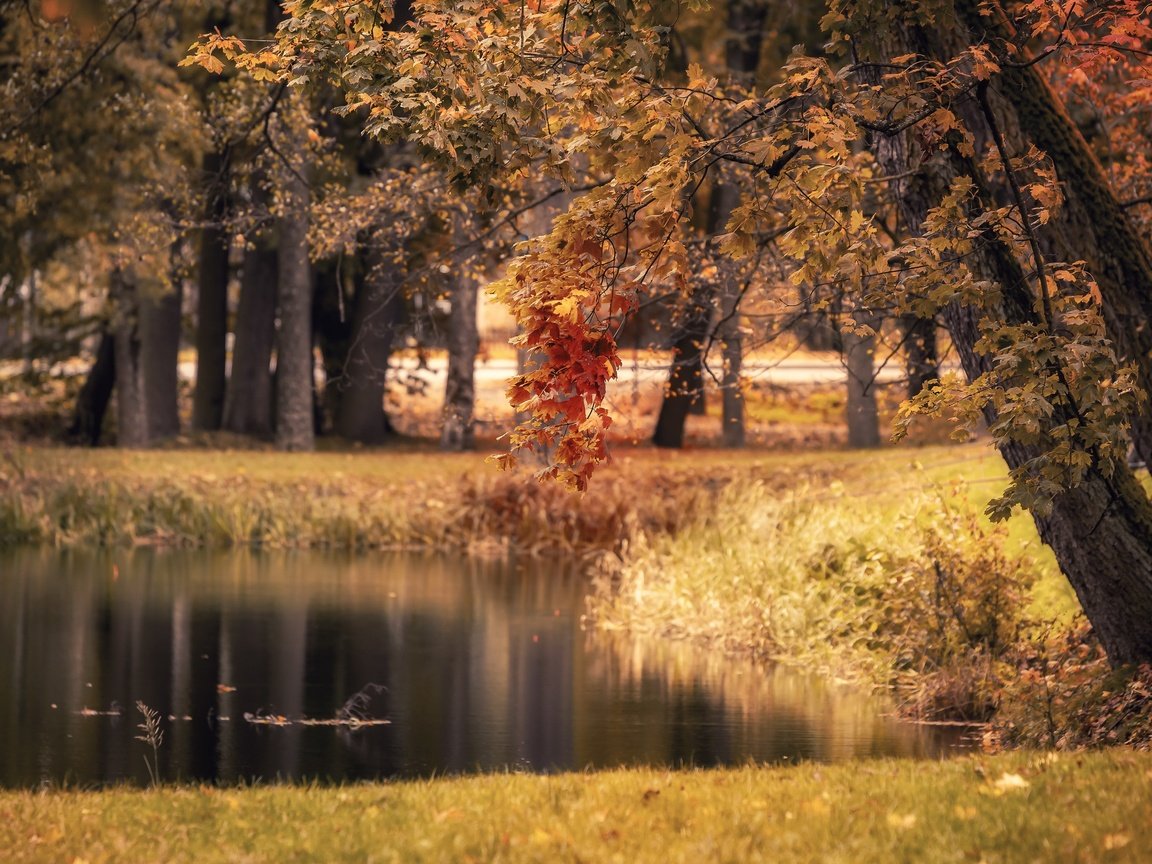 Обои озеро, парк, осень, lake, park, autumn разрешение 3840x2160 Загрузить