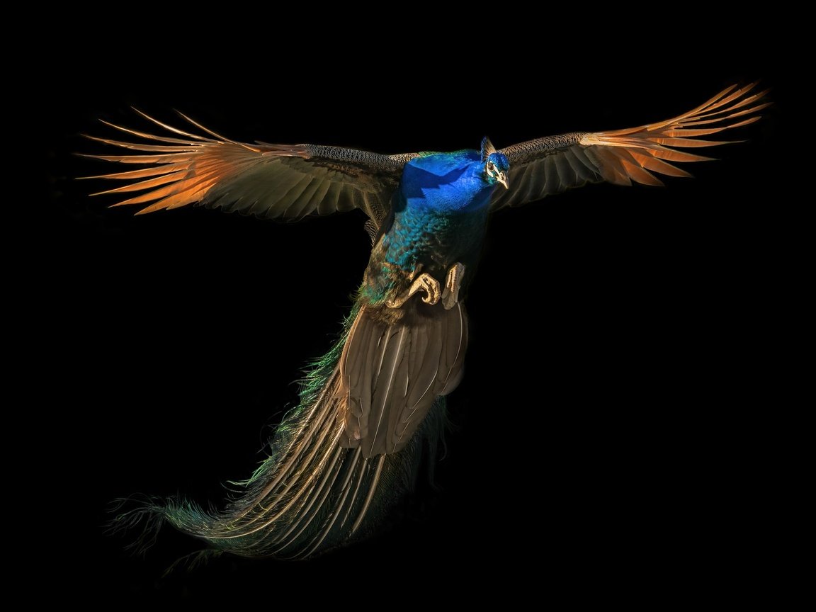 Обои полет, павлин, flight, peacock разрешение 2500x1667 Загрузить