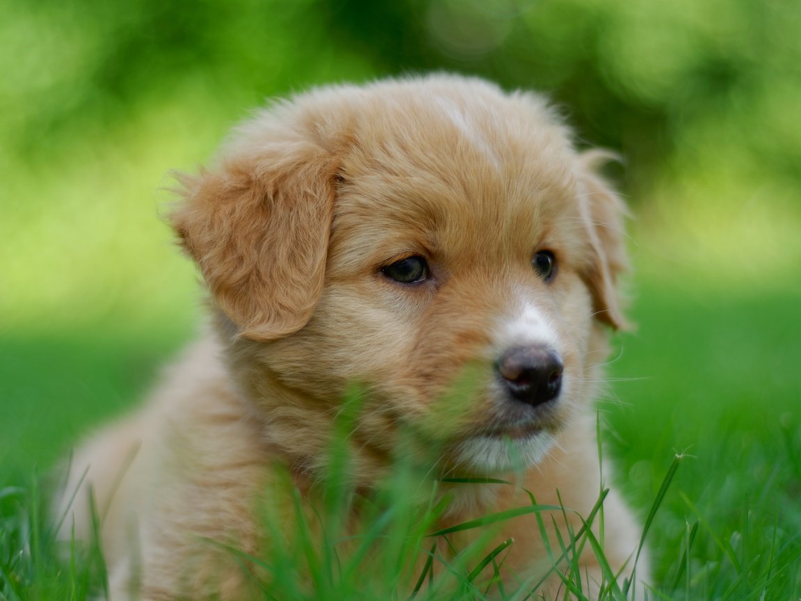 Обои портрет, собака, щенок, песик, мордашка, боке, portrait, dog, puppy, doggie, face, bokeh разрешение 4291x2848 Загрузить