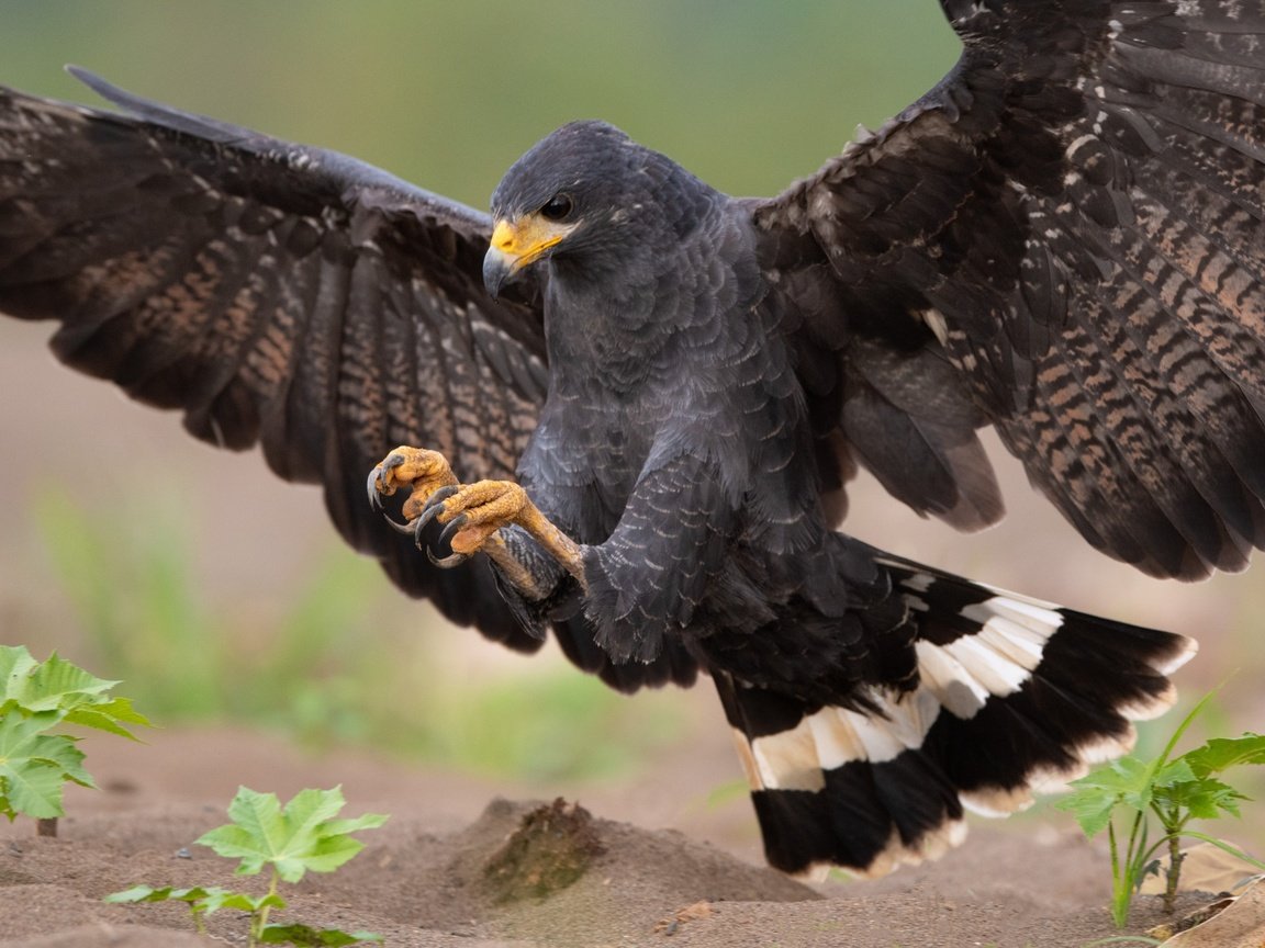 Обои природа, крылья, хищник, птица, ястреб, приземление, размах, nature, wings, predator, bird, hawk, landing, the scope разрешение 2560x1799 Загрузить