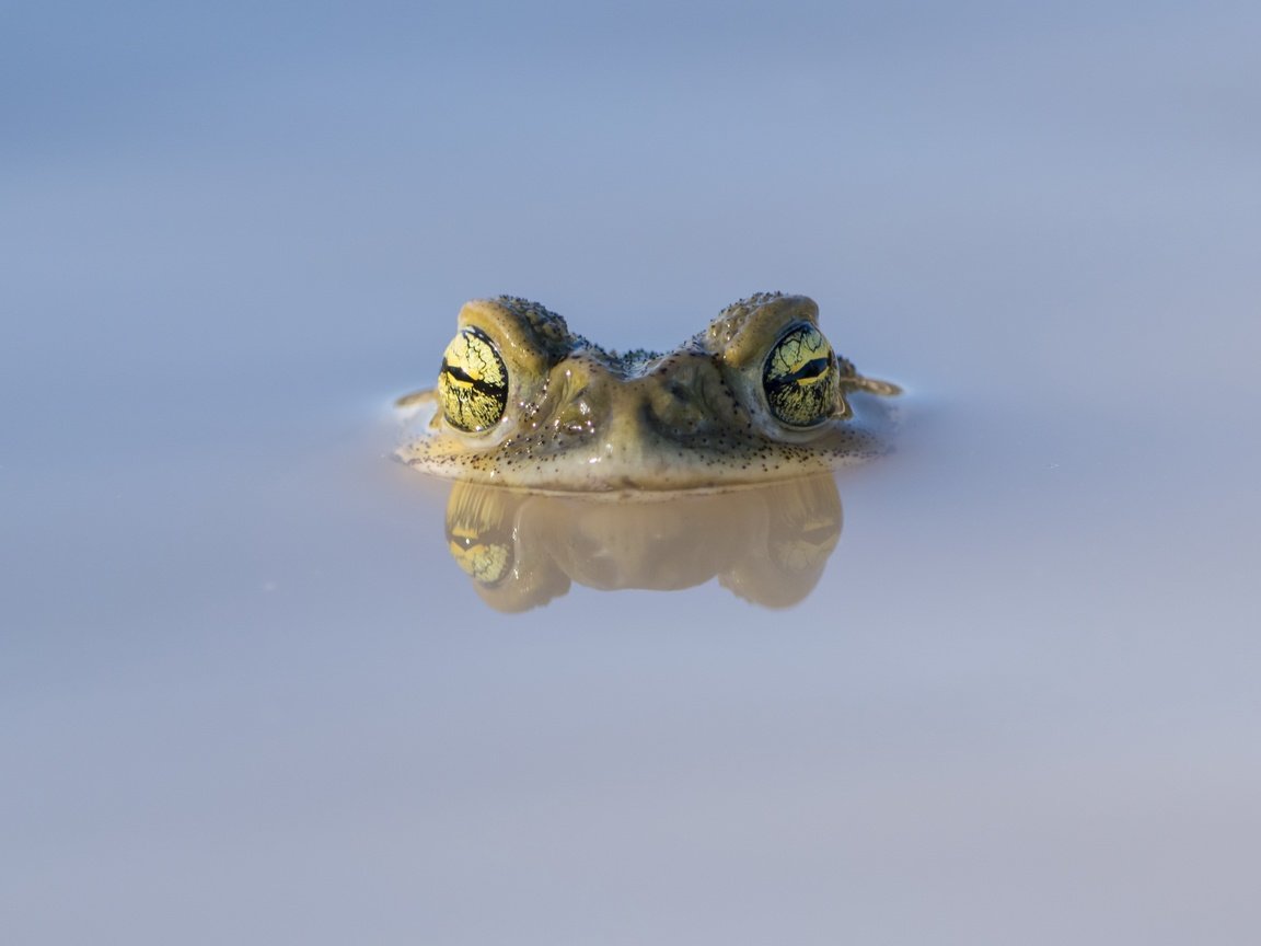 Обои глаза, природа, отражение, лягушка, лужа, eyes, nature, reflection, frog, puddle разрешение 3840x2160 Загрузить