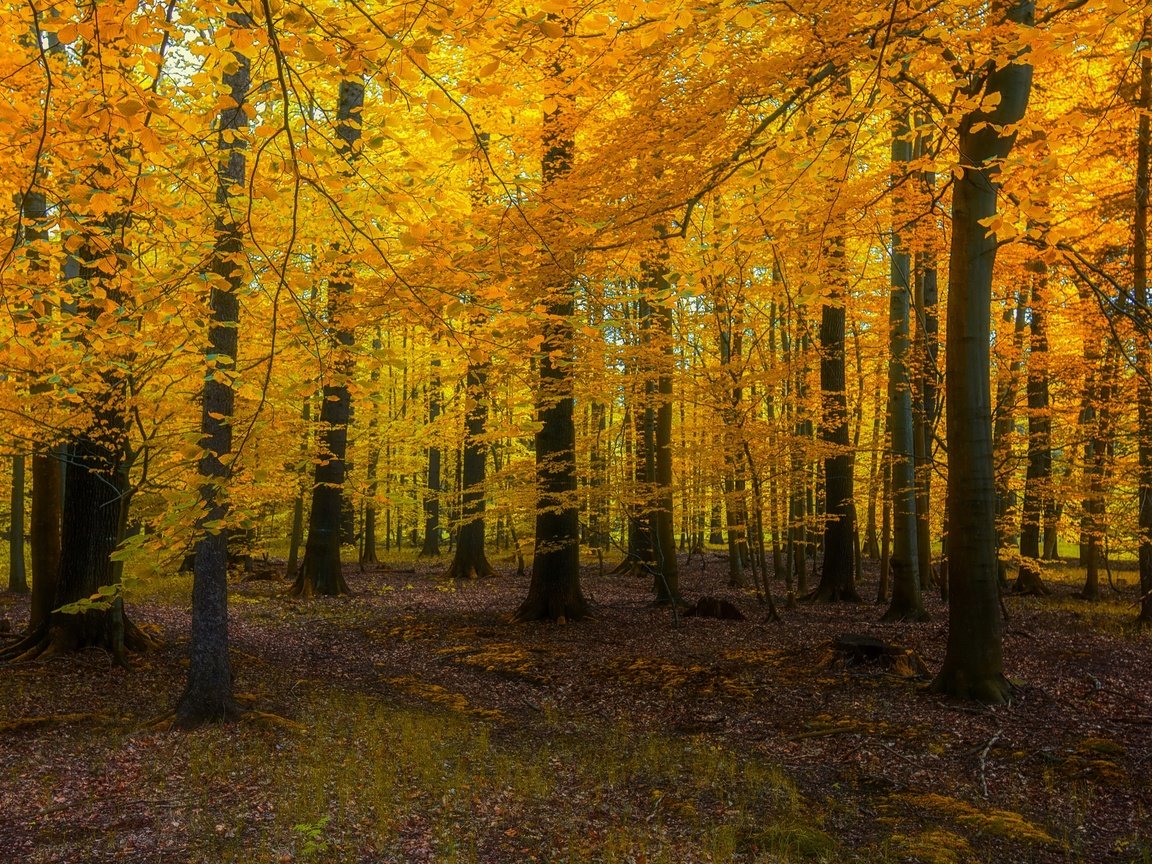 Обои природа, лес, nature, forest разрешение 3840x2160 Загрузить