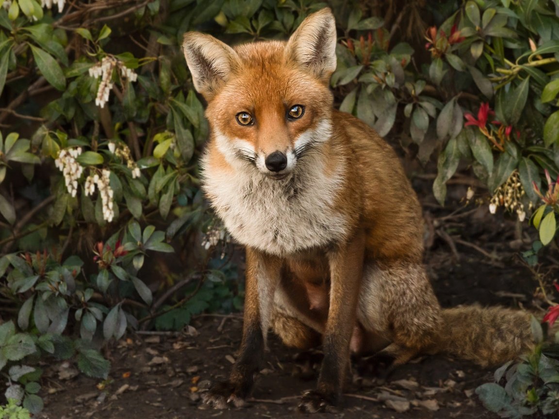 Обои природа, листья, ветки, лиса, лисица, животное, nature, leaves, branches, fox, animal разрешение 2000x1320 Загрузить