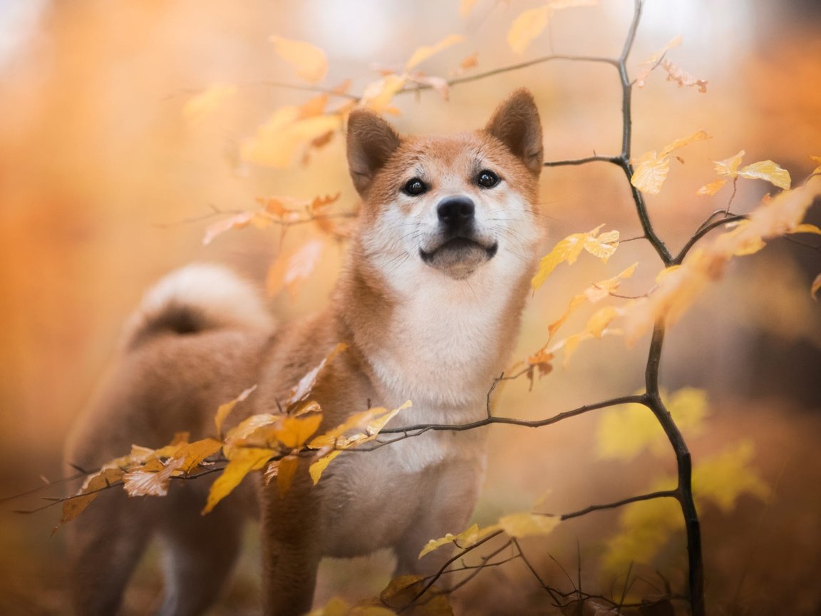 Обои природа, листья, ветки, осень, собака, сиба-ину, nature, leaves, branches, autumn, dog, shiba inu разрешение 2000x1334 Загрузить