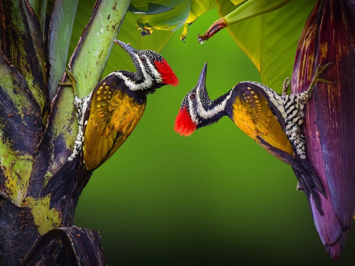 Обои природа, растения, птицы, пара, тропики, nature, plants, birds, pair, tropics разрешение 2000x1125 Загрузить