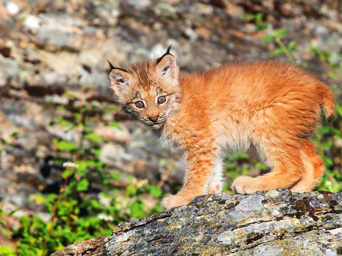 Обои природа, рысь, взгляд, малыш, детеныш, боке, рысёнок, nature, lynx, look, baby, cub, bokeh, a small lynx разрешение 3840x2560 Загрузить