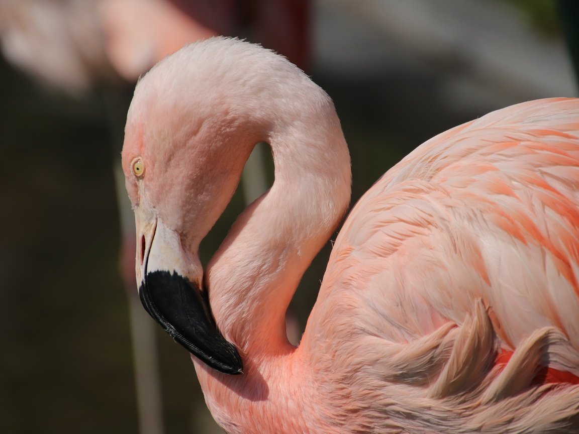 Обои птицы, клюв, перья, розовый фламинго, birds, beak, feathers, pink flamingos разрешение 6000x4000 Загрузить