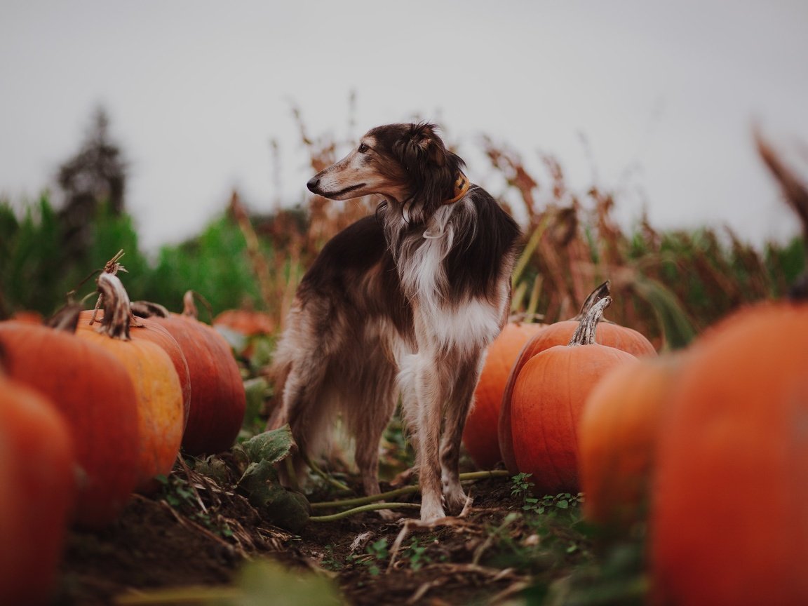 Обои собака, тыквы, dog, pumpkin разрешение 2048x1365 Загрузить