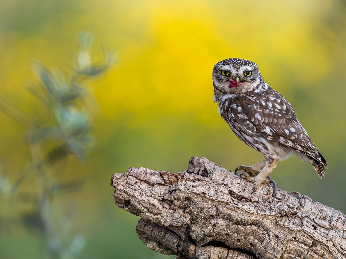 Обои сова, фон, птица, пень, добыча, сыч, owl, background, bird, stump, mining разрешение 2000x1334 Загрузить