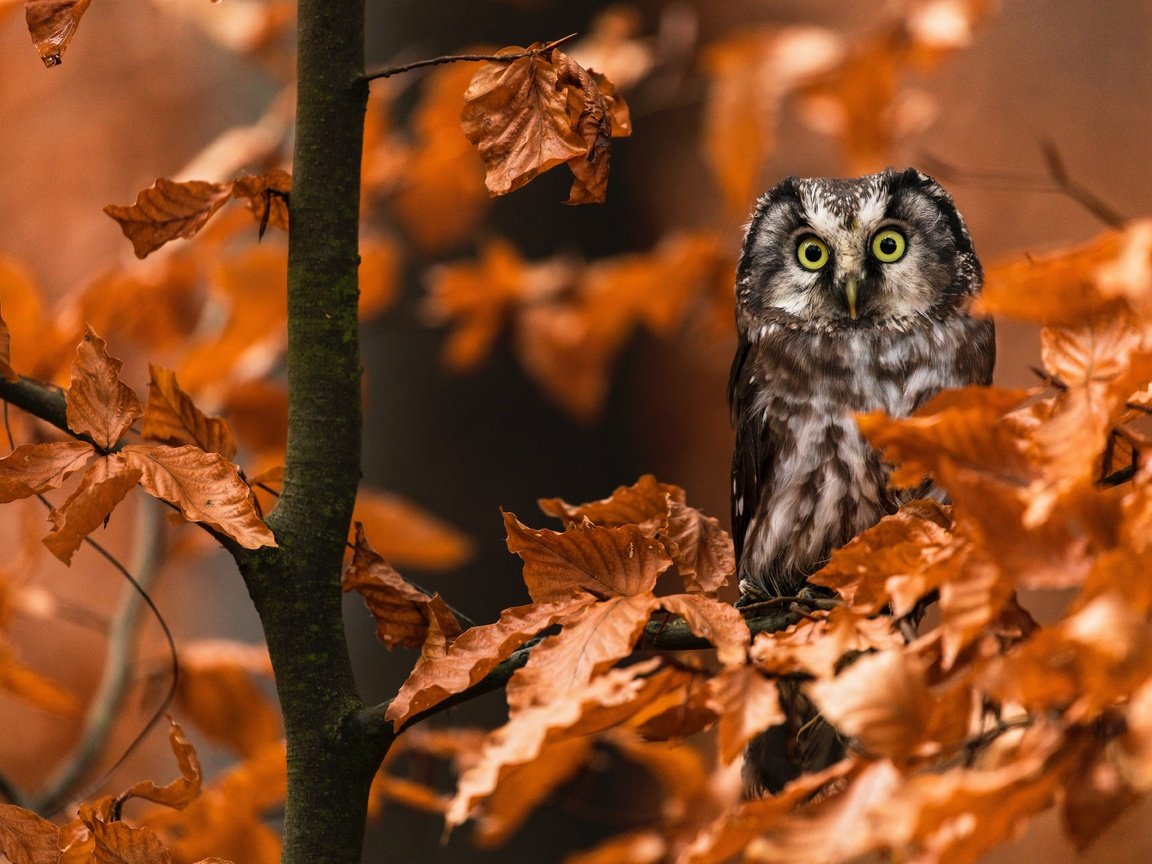 Обои сова, листья, ветки, осень, птица, сыч, owl, leaves, branches, autumn, bird разрешение 6720x4480 Загрузить