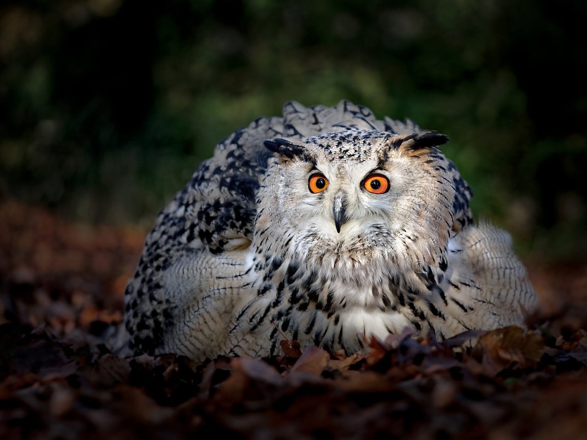 Обои сова, листва, взгляд, осень, птица, темный фон, owl, foliage, look, autumn, bird, the dark background разрешение 2000x1334 Загрузить