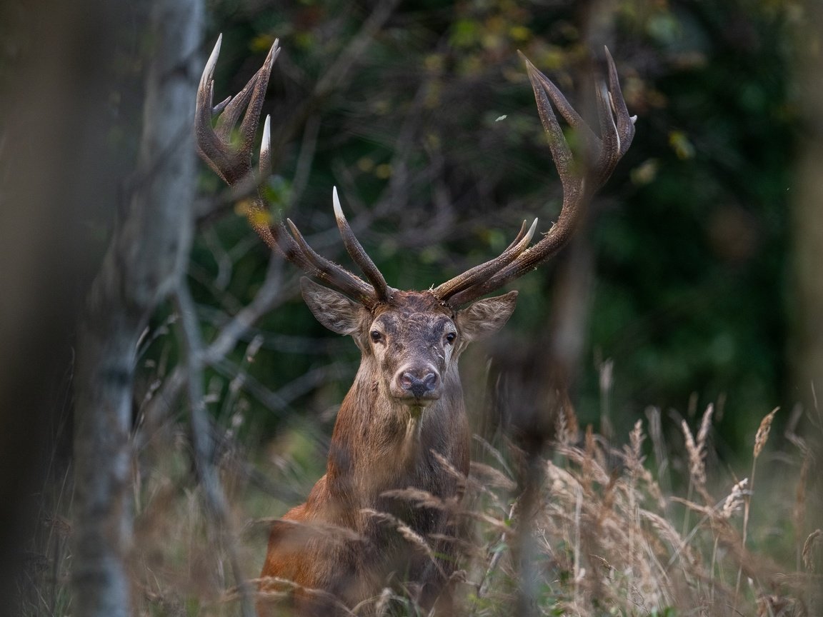 Обои трава, деревья, природа, лес, олень, животное, grass, trees, nature, forest, deer, animal разрешение 2047x1365 Загрузить