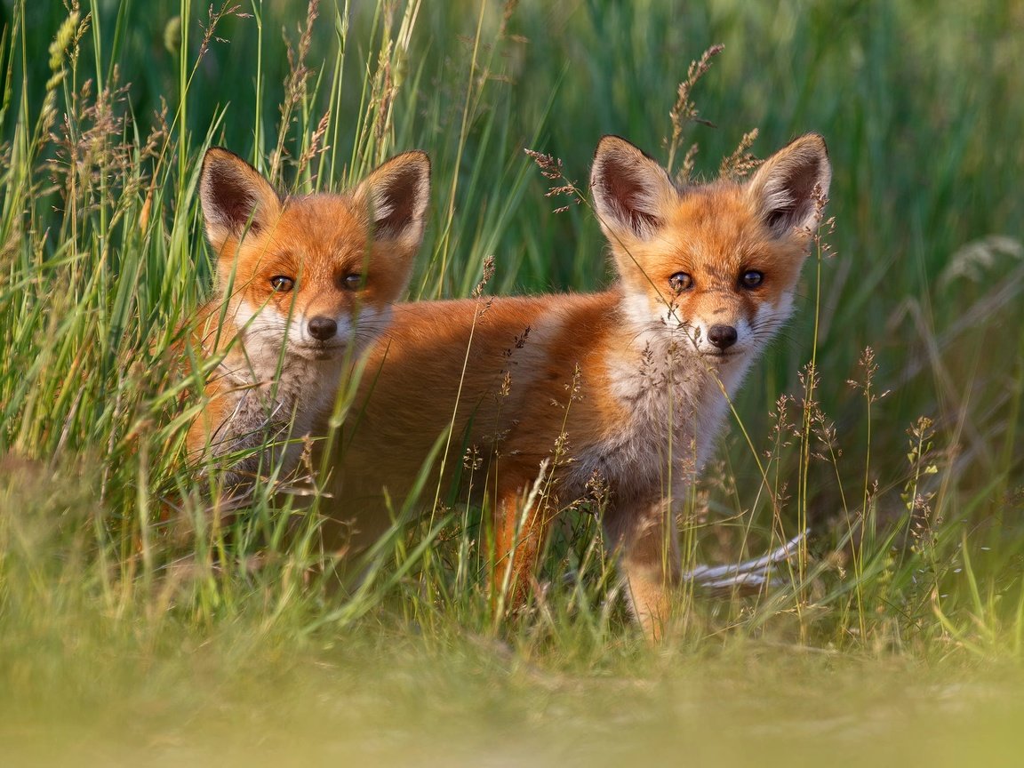 Обои трава, малыши, лисята, лисы, grass, kids, cubs, fox разрешение 2000x1333 Загрузить