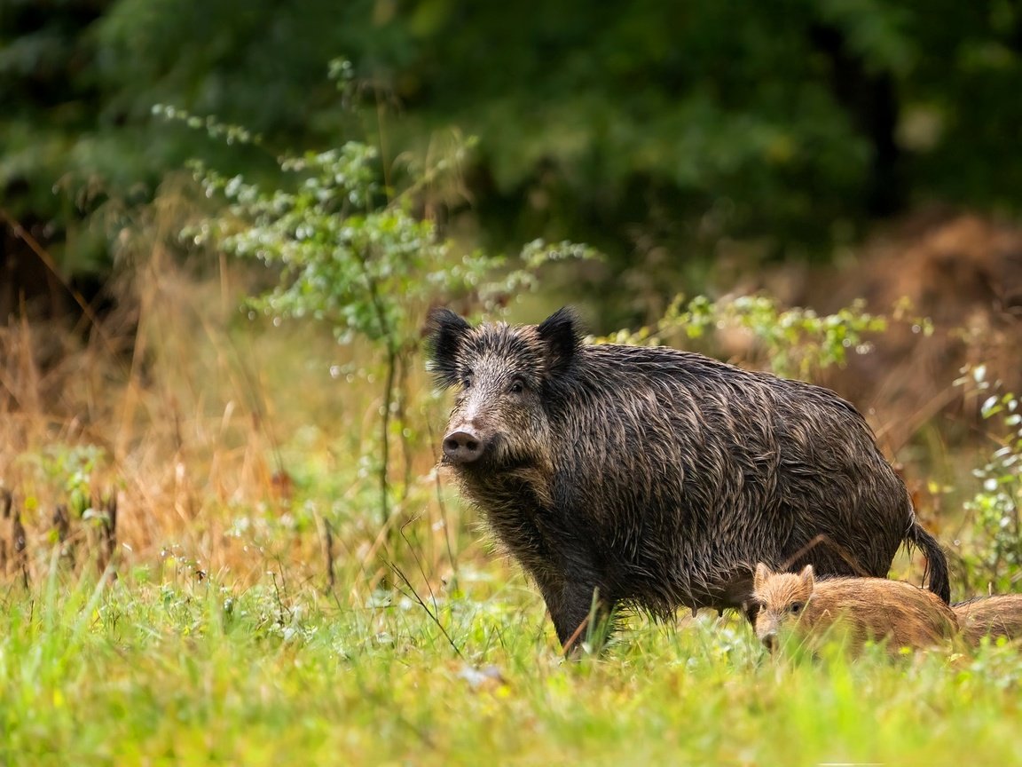 Обои трава, кабаны, природа, кабанчик, лес, мама, малыш, два, кабан, детеныш, grass, boars, nature, hog, forest, mom, baby, two, boar, cub разрешение 2047x1156 Загрузить