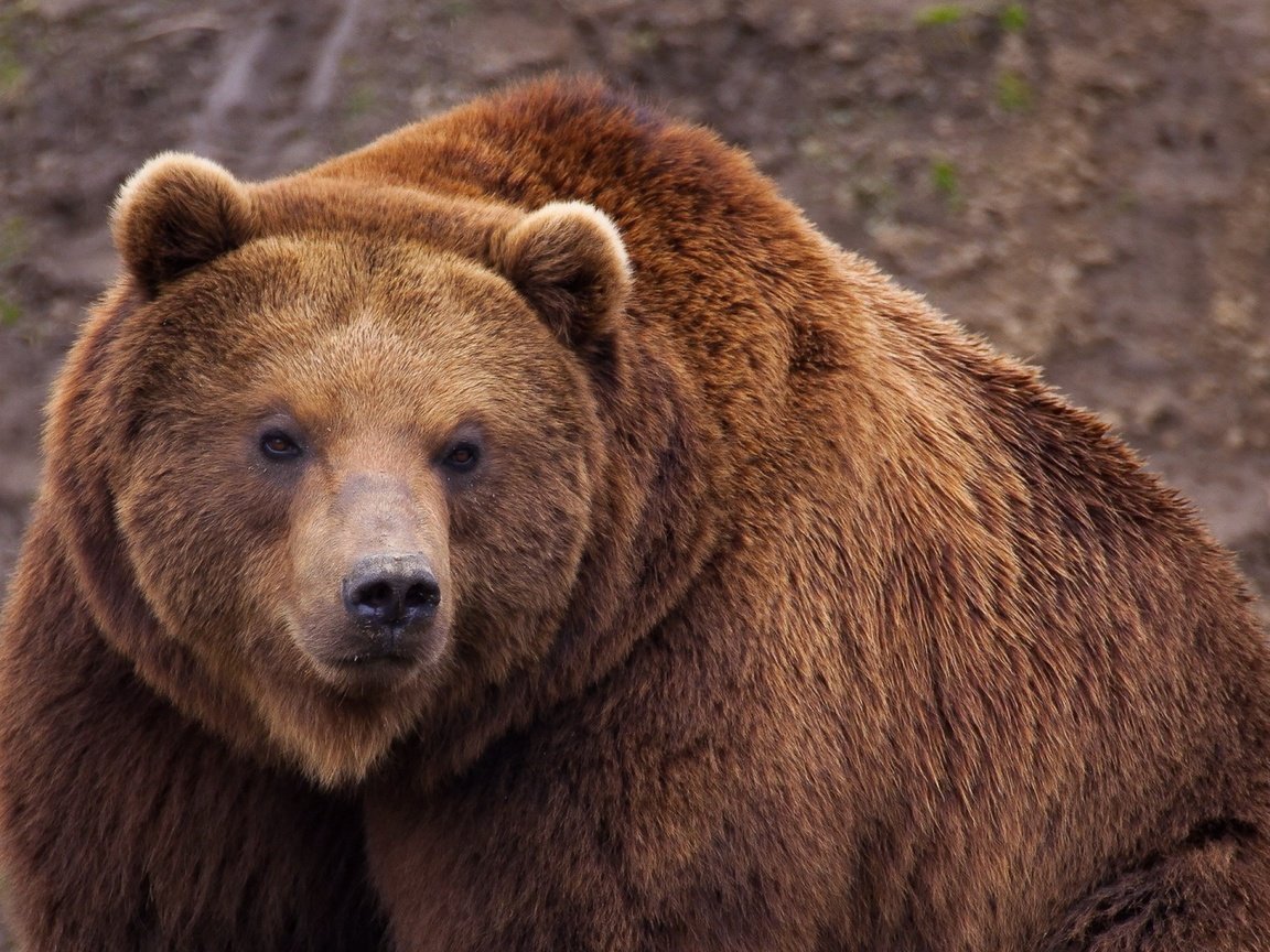 Обои животные, медведь, бурый медведь, animals, bear, brown bear разрешение 2560x1440 Загрузить