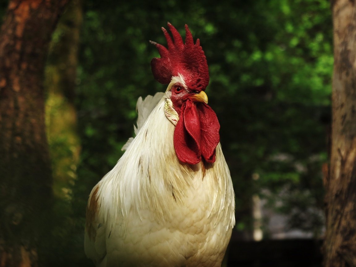 Обои белый, птица, клюв, темный фон, перья, петух, white, bird, beak, the dark background, feathers, cock разрешение 3072x1728 Загрузить