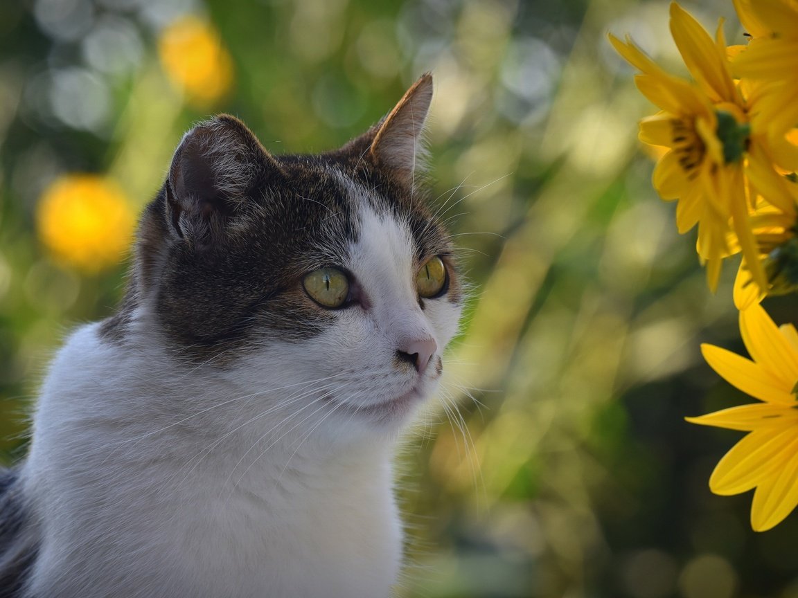 Обои цветы, кот, кошка, взгляд, боке, flowers, cat, look, bokeh разрешение 3840x2160 Загрузить