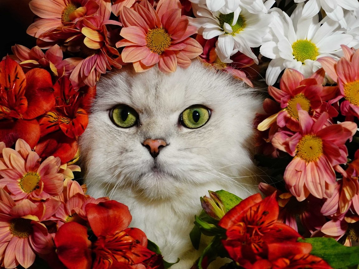 Обои цветы, кот, белый, flowers, cat, white разрешение 4572x3234 Загрузить