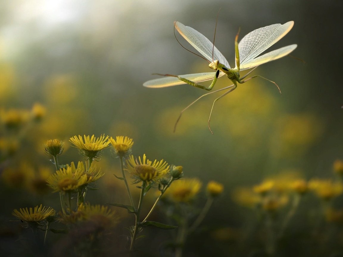 Обои цветы, природа, макро, насекомое, богомол, roberto aldrovandi, flowers, nature, macro, insect, mantis разрешение 2000x1334 Загрузить