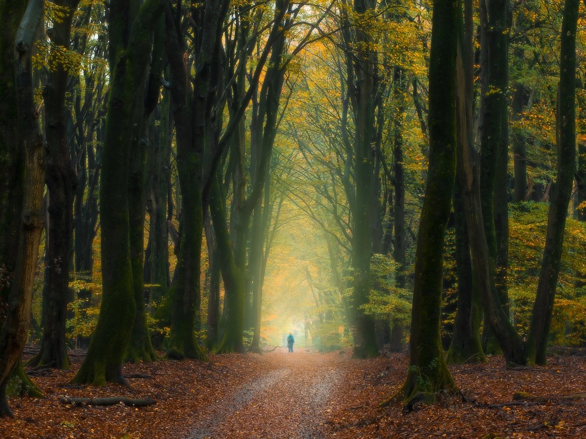 Обои деревья, лес, осень, человек, нидерланды, опавшие листья, trees, forest, autumn, people, netherlands, fallen leaves разрешение 5568x3335 Загрузить