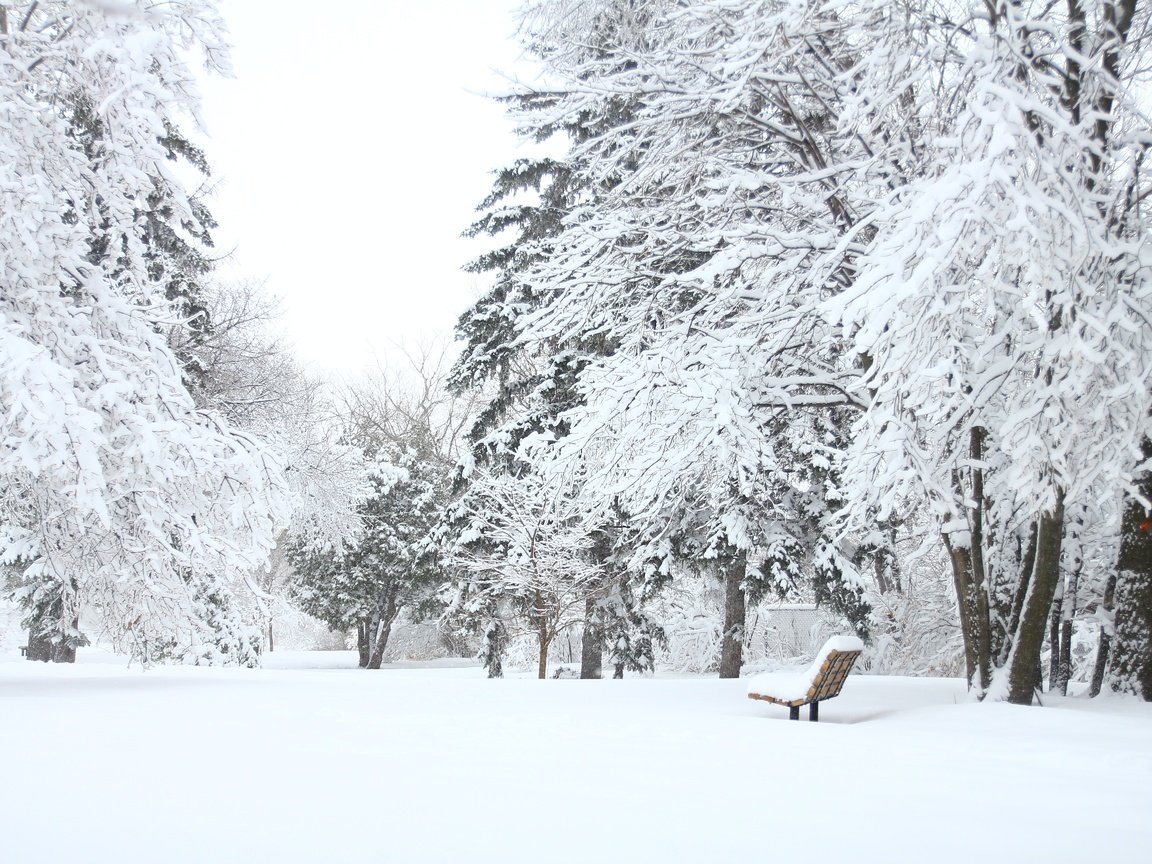 Обои деревья, снег, лес, зима, парк, скамейка, лавочка, trees, snow, forest, winter, park, bench, shop разрешение 5184x3456 Загрузить