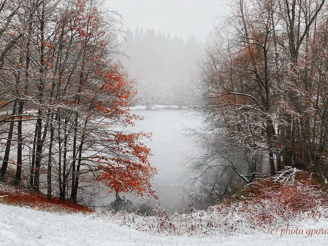 Обои деревья, снег, лес, зима, туман, пруд, trees, snow, forest, winter, fog, pond разрешение 2048x1365 Загрузить