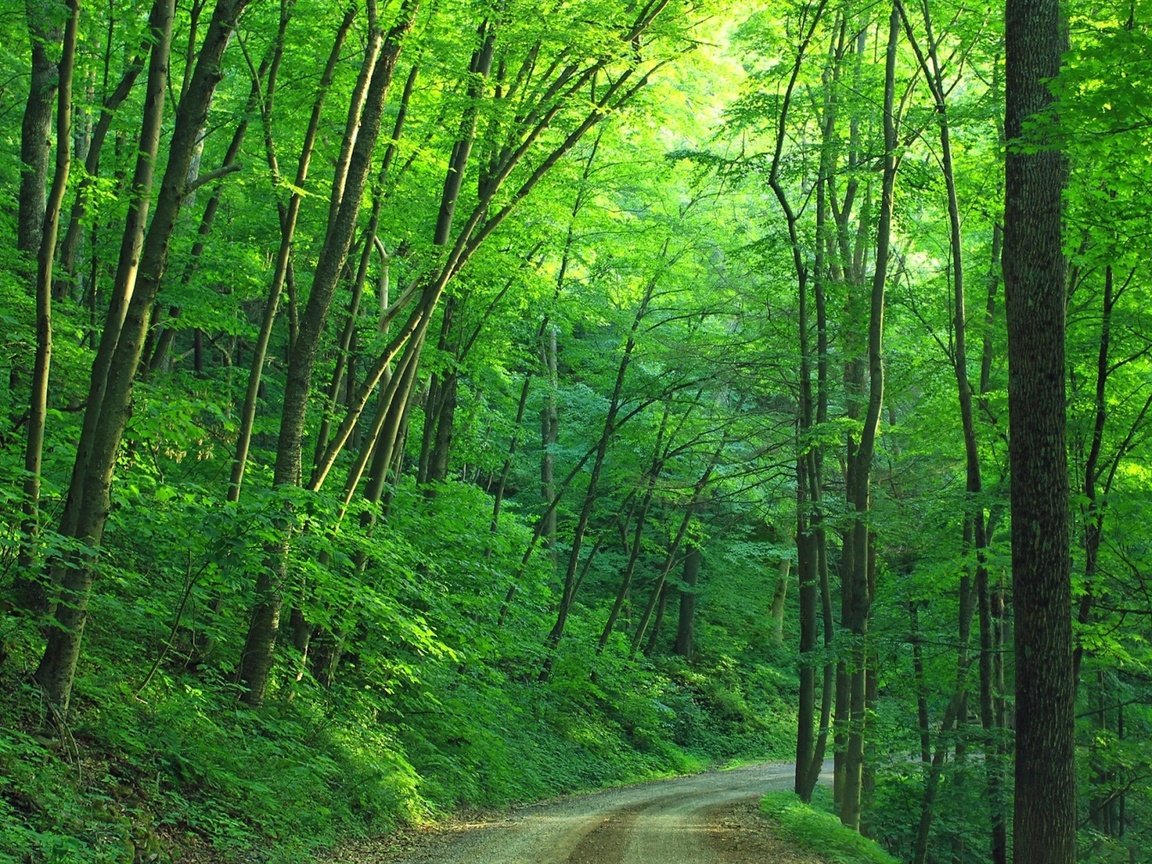 Обои дорога, деревья, лес, лето, road, trees, forest, summer разрешение 1920x1200 Загрузить