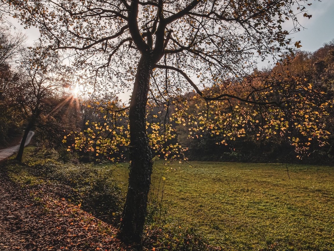 Обои дорога, дерево, осень, road, tree, autumn разрешение 2560x1440 Загрузить