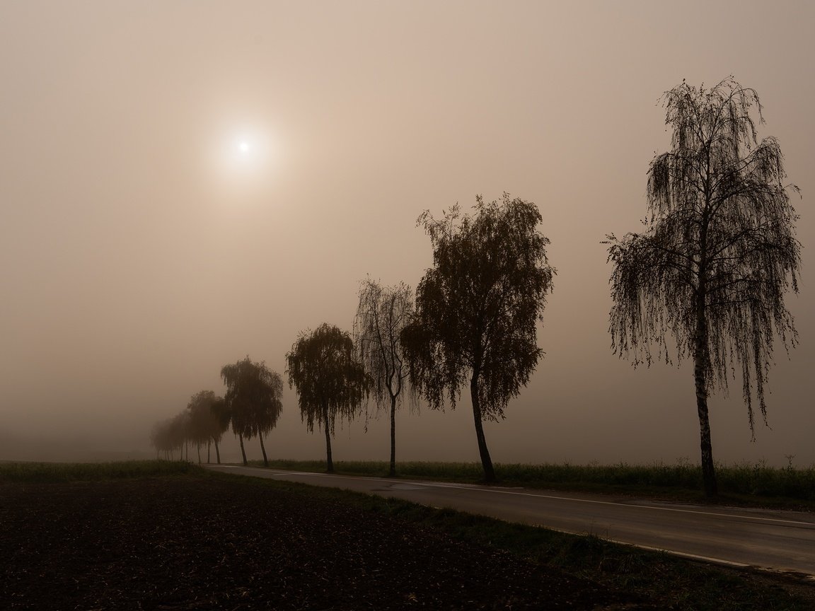 Обои дорога, утро, туман, березы, силуэты, road, morning, fog, birch, silhouettes разрешение 3840x2160 Загрузить