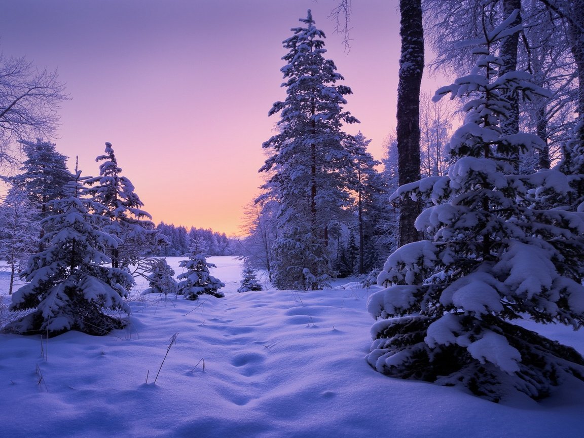 Обои лес, зима, сугробы, forest, winter, the snow разрешение 2000x1125 Загрузить